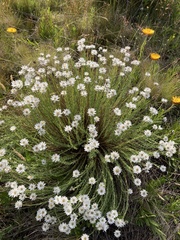 Rhodanthe anthemoides