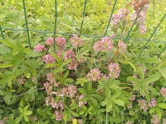 Centranthus ruber
