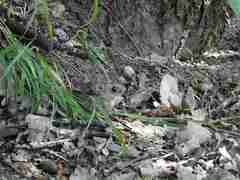 Apodemus flavicollis