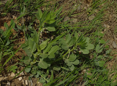 Vicia galilaea