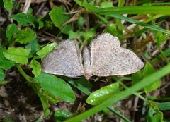 Philereme vetulata
