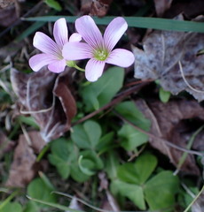 Oxalis debilis
