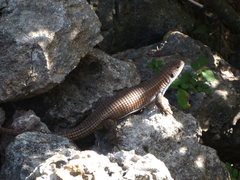 Broadleysaurus major