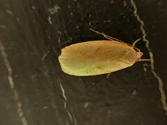 Phaeosaces coarctatella