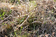 Carex caryophyllea