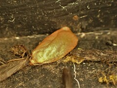 Phaeosaces coarctatella