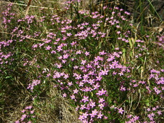 Zeltnera muehlenbergii