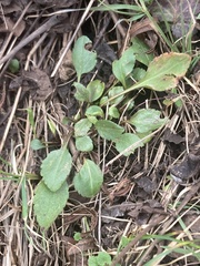 Erigeron philadelphicus