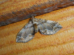 Pelurga comitata
