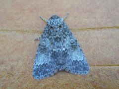 Acronicta megacephala