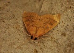 Mnesictena flavidalis