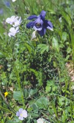 Aquilegia alpina
