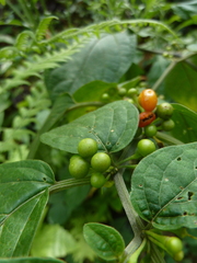 Witheringia solanacea