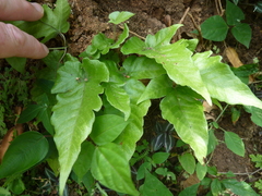 Tectaria heracleifolia