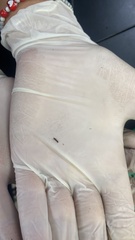 Colydiinae
