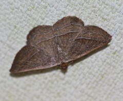 Nadagara xylotrema