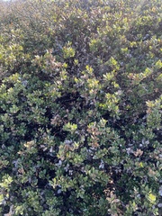 Arctostaphylos pumila