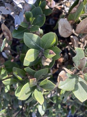 Arctostaphylos pumila