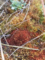 Ptychostomum pallens