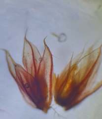 Ptychostomum pallens