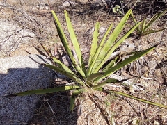 Agave datylio