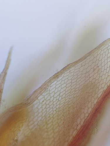 Image of Ptychostomum pallens by no rights reserved