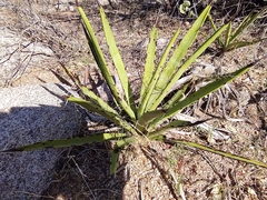 Agave datylio