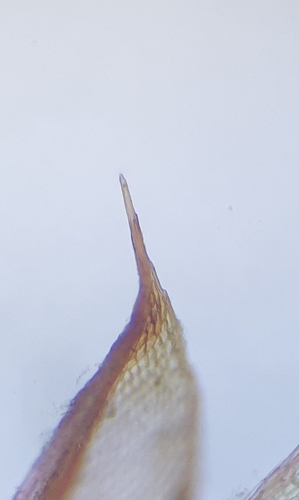 Image of Ptychostomum pallens by no rights reserved