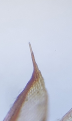 Ptychostomum pallens