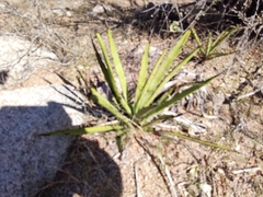 Agave datylio