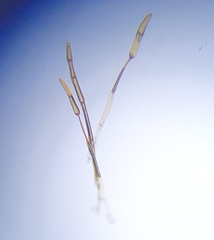 Ptychostomum pallens