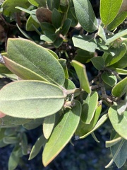 Arctostaphylos pumila