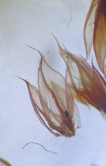 Ptychostomum pallens