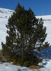 Pinus uncinata