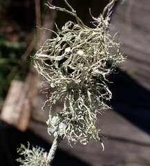 Ramalina stenospora