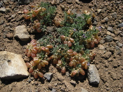 Astragalus whitneyi