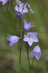 Campanula rotundifolia