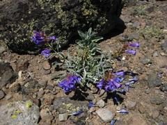 Penstemon speciosus