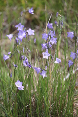Campanula rotundifolia