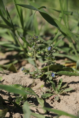 Veronica triphyllos