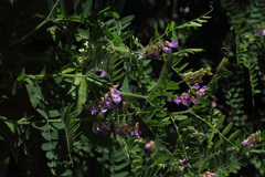 Vicia cassubica