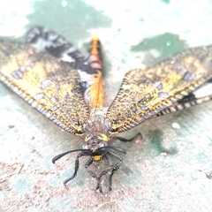 Palpares speciosus