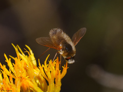 Anastoechus barbatus