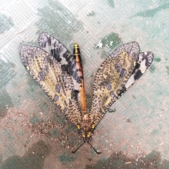 Palpares speciosus