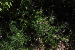 Vicia cassubica