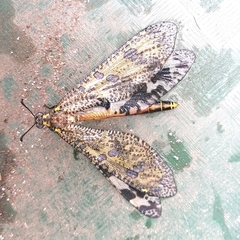 Palpares speciosus