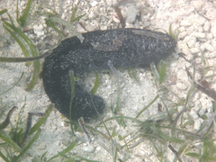 Holothuria leucospilota