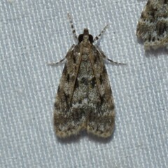 Scoparia basalis