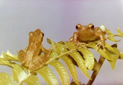 Natalobatrachus bonebergi