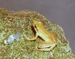 Natalobatrachus bonebergi